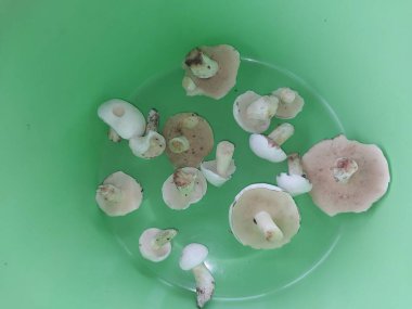 Ormandaki yenilebilir mantarlar boletus, boletus ve boletus.