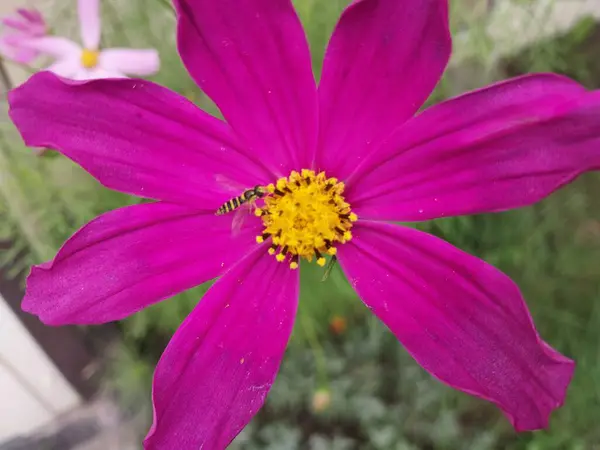 Fleurs Été Close Dans Jardin — Photo