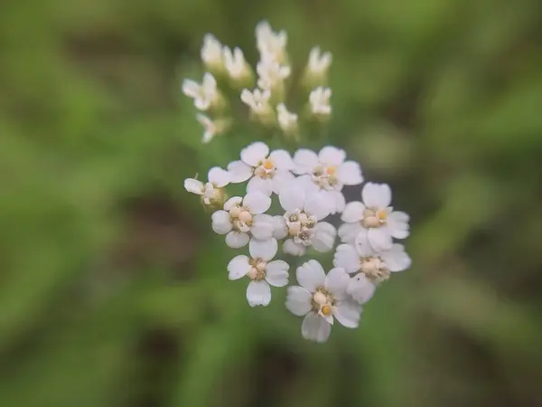 Sommerblumen Aus Nächster Nähe Garten — Stockfoto