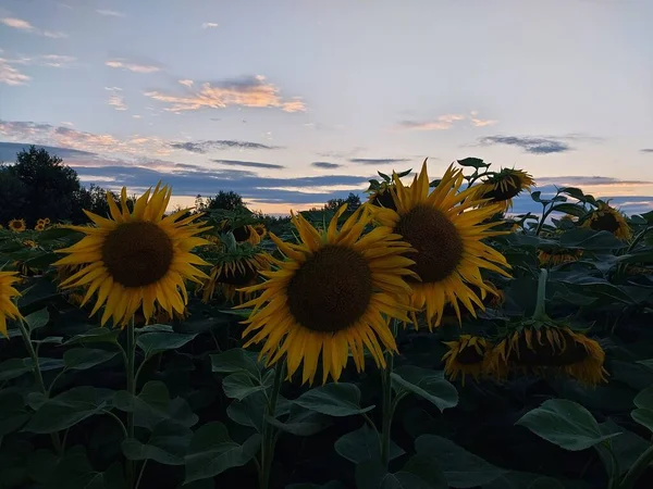 Соняшникове Поле Селі — стокове фото