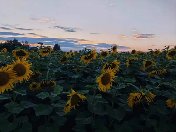 Sunflower Field Village — Stock Photo, Image