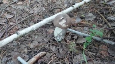 Ormandan yenebilir mantarlar boletus, boletus ve boletus.