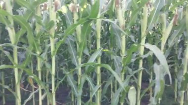 Mısır kafalar sahada