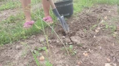 El aletleriyle yabani otlar.