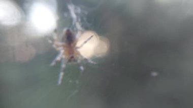 Ağdaki orman örümceği