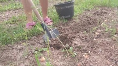 El aletleriyle yabani otlar.