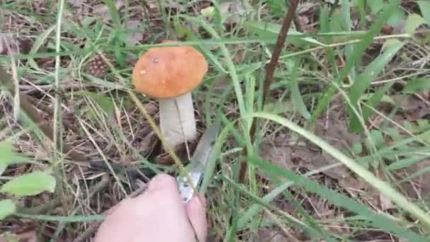 Funghi Commestibili Boletus Boletus Boletus Dalla Foresta — Video Stock