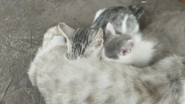 Gattini Succhiano Latte Dalla Mamma — Video Stock