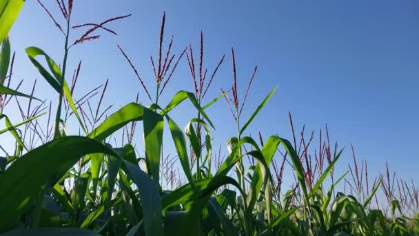 Кукурудзяні Голови Полі — стокове відео
