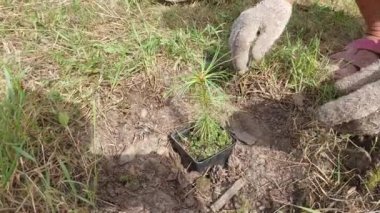 Sedir ladin fideleri dikiyorum.