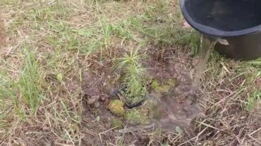 Sedir ladin fideleri dikiyorum.