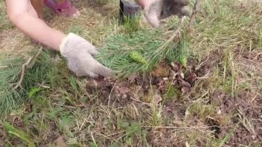 Sedir ladin fideleri dikiyorum.