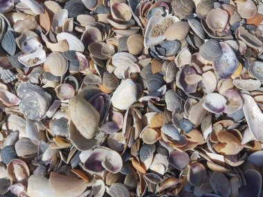 Karadeniz 'de kabuk dokusu