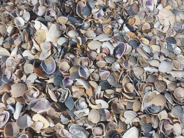 Texture Shells Black Sea — Stock Photo, Image