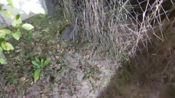 울타리 근처의 손전등에 고슴도치 — 비디오