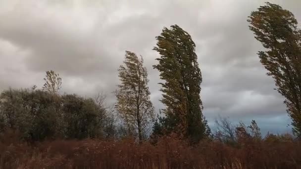 Träd Svajar Orkanvinden Byn — Stockvideo