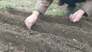 Bahçeye sonbahar soğanı ekimi