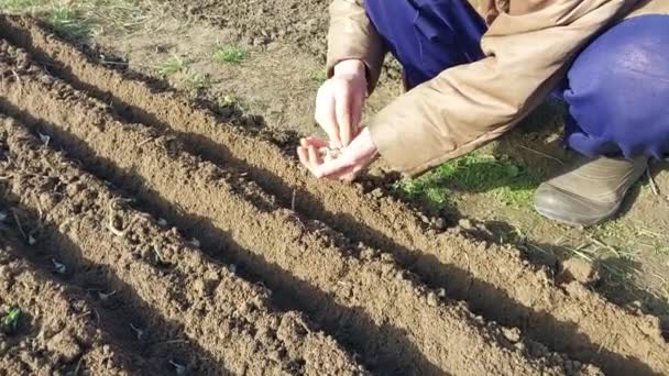 庭にタマネギを植える秋 — ストック動画