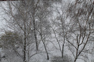 Sonbaharın sonlarında karla kaplı ağaçlar