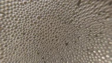 Bir bardak şampanya kabarcıklar içinde