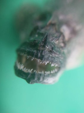 Tabakta kurumuş keçi balığı.