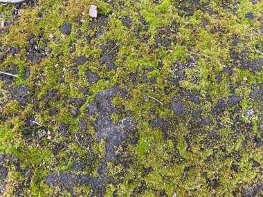 Yeşil yosun bir ormanda yerde büyüdü.