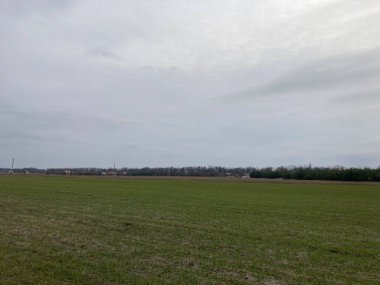 Ekinleri ekmeden önce yeşil gübre ekilmiş tarlalar.