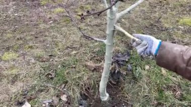 Koruyucu bir karışım ile ağaç gövdeleri boyamak