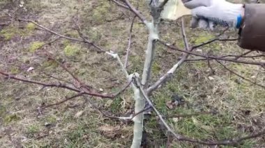 Koruyucu bir karışım ile ağaç gövdeleri boyamak
