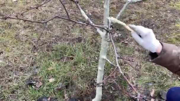 Koruyucu Bir Karışım Ile Ağaç Gövdeleri Boyamak — Stok video