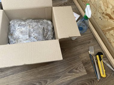 KYIV, UKRAINE - 17 Mart 2024: Şampiyon mantarları yetiştirmek için toprak ve miselyumun hazırlanması