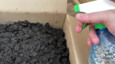 Şampiyon mantarları yetiştirmek için toprak ve miselyumun hazırlanması