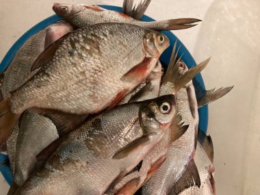 Tuz için hazırlanmış balıklar.