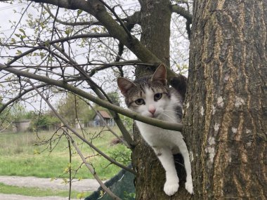 Kedi oyun oynarken ağaca tırmanır.