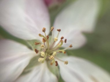 Bahçede bahar çiçekleri açtı.