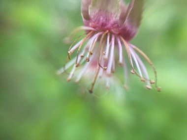 Bahçede bahar çiçekleri açtı.