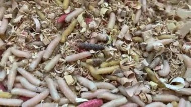 Balık tutmak için canlı kurtçuklar.