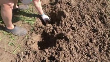 Baharda bahçede patates ekiyorum.