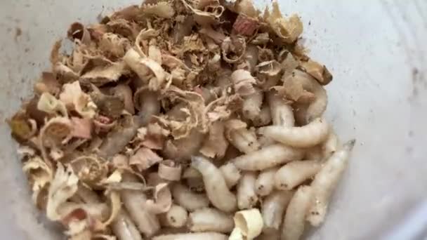 Live Maggots Food Fishing — Stock Video