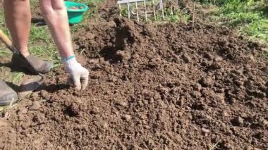 Baharda bahçede patates ekiyorum.