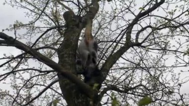 Kedi oyun oynarken ağaca tırmanır.