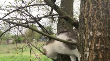 Kedi oyun oynarken ağaca tırmanır.