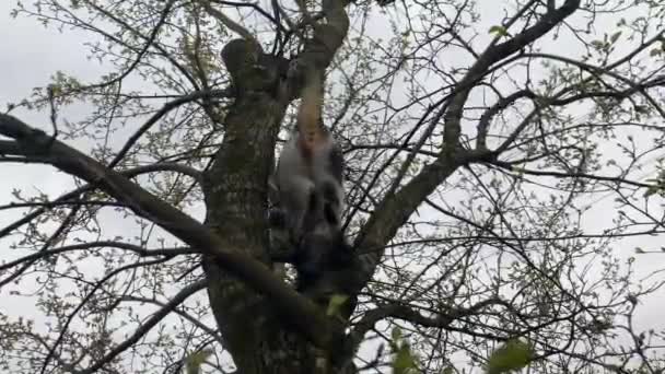 Cat Climbs Tree While Playing — Stock Video