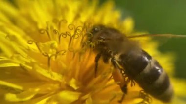 Bir arı bir çiçekte polen toplar.