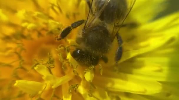 Пчела Собирает Пыльцу Цветок — стоковое видео