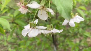 Bahar böceği khrush eve uçtu.