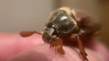 Bahar böceği khrush eve uçtu.