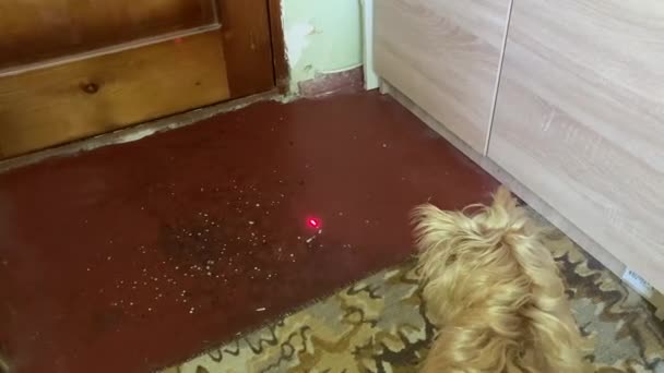 Câine Rulează După Fascicul Laser — Videoclip de stoc