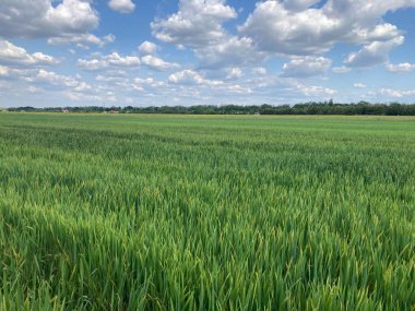 Köydeki yeşil kolza tohumu tarlası.