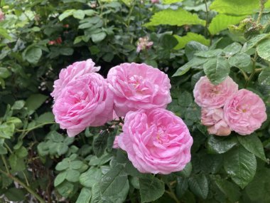 Bahçede yaz çiçekleri açtı.